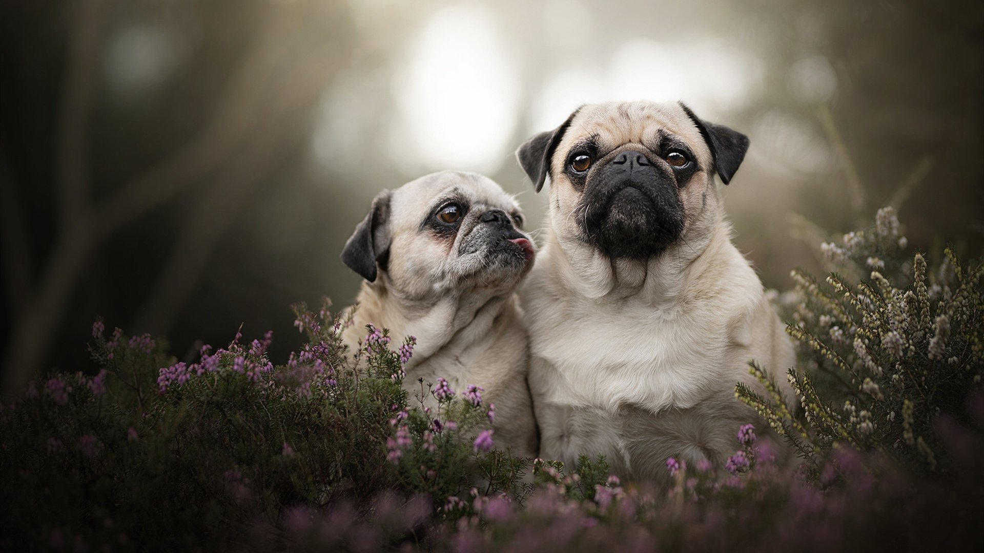 奥尔韦拉3米跳板冲刺阶段技术细腻，3米跳板澳大利亚选手