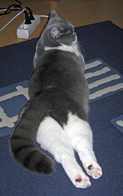 希腊女篮在欧洲锦标赛中再夺金牌，国际舞台光彩夺目，希腊 欧锦赛